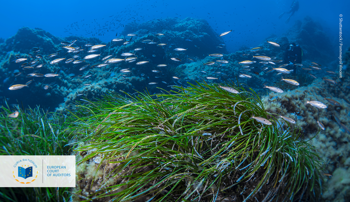 Ειδική έκθεση 26/2020: Θαλάσσιο περιβάλλον: Η προστασία της ΕΕ έχει μεγάλo εύρος όχι όμως και βάθος
