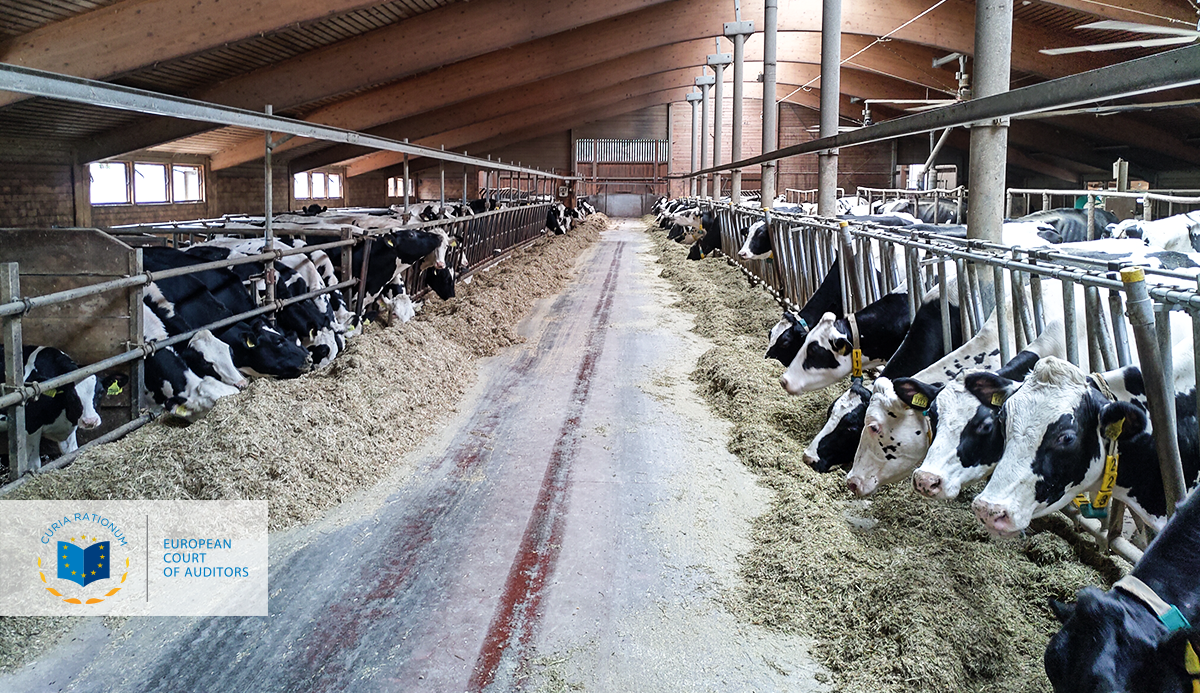 Οι ελεγκτές της ΕΕ                                          εξετάζουν τα έκτακτα μέτρα στην                                          αγορά γάλακτος