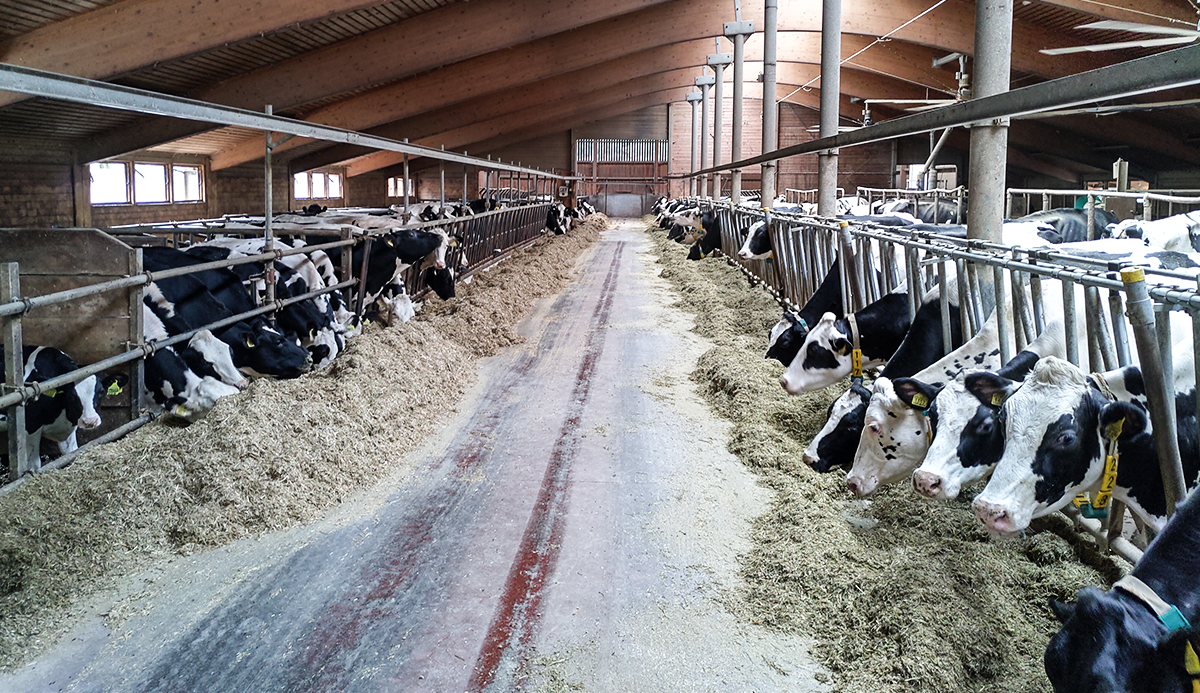 Audit preview: The EU response to the dairy market disturbances of 2014-2017