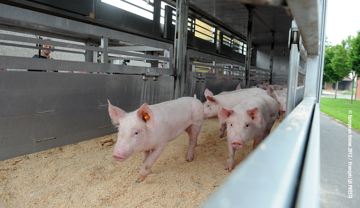 Background paper: Animal welfare in the EU