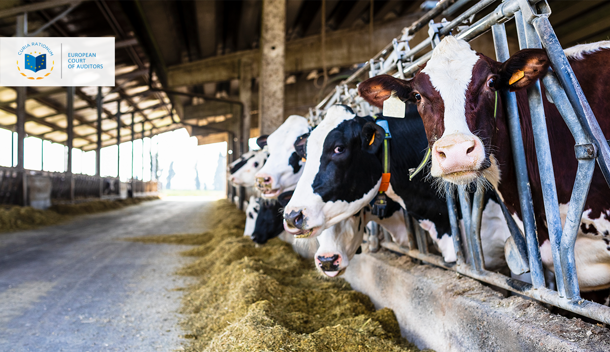 Informe Especial 11/2021: Ayuda extraordinaria a los productores de leche de la UE en el período 2014–2016 - Se puede mejorar la eficiencia en el futuro