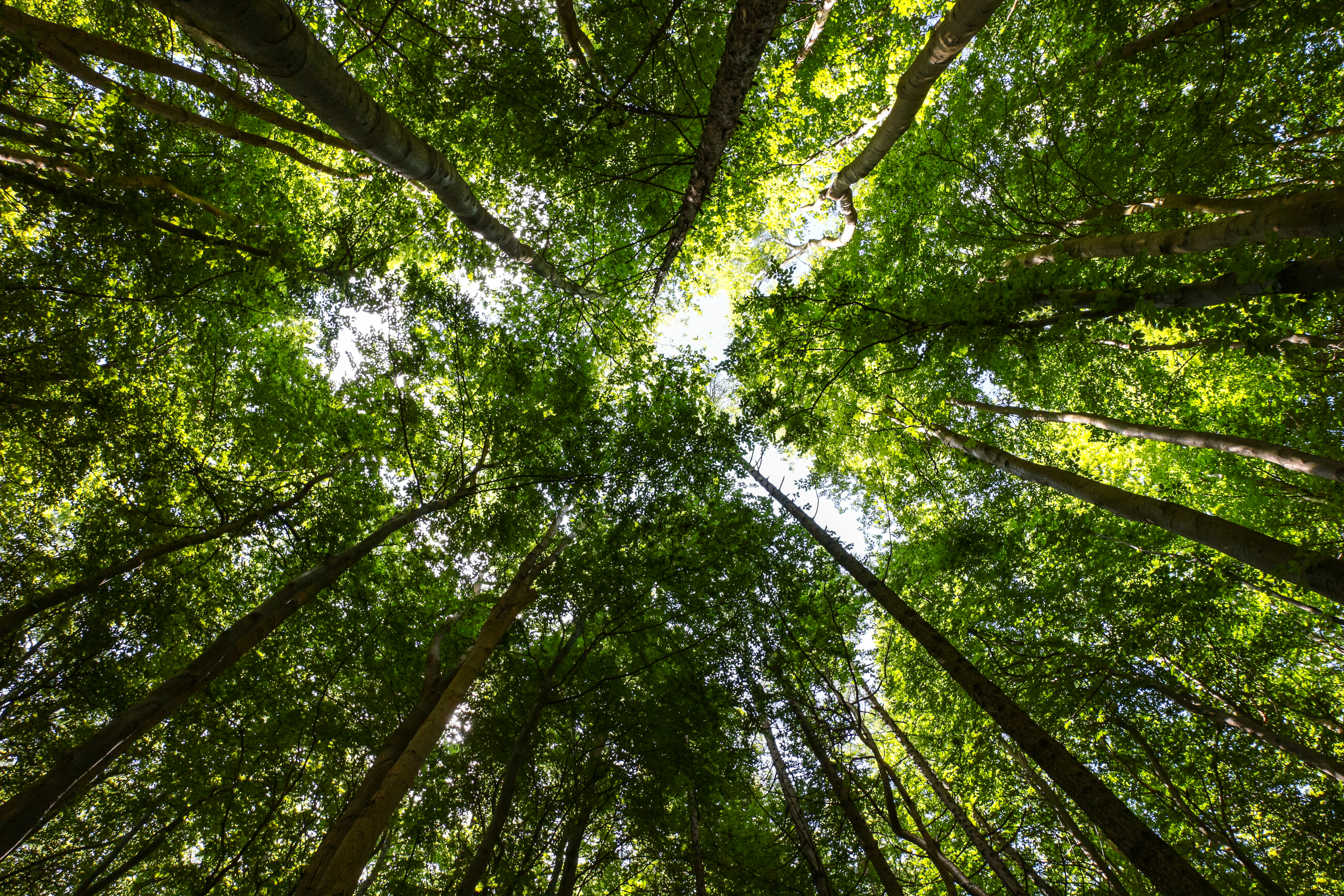 Sprawozdanie specjalne 21/2021: Finansowanie unijne na rzecz różnorodności biologicznej i zapobiegania zmianie klimatu w lasach w UE – pozytywne, lecz ograniczone rezultaty